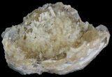 Partial Crystal Filled Fossil Clam - Rucks Pit, FL #44598-2